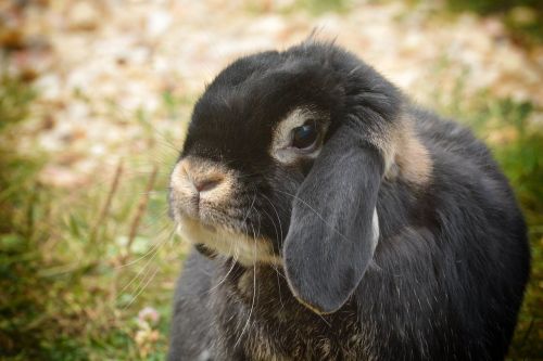 ram rabbit animal portrait