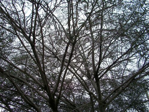 Branches