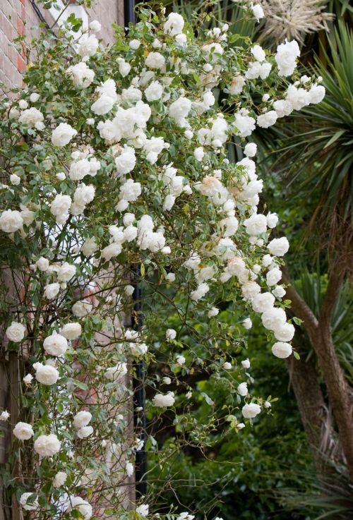 Rambling White Roses