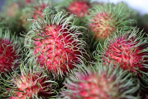 rambutan  red  green