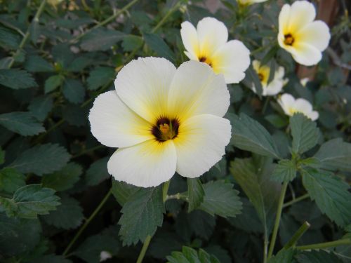 ramgoat dashalong flower turnera ulmifolia