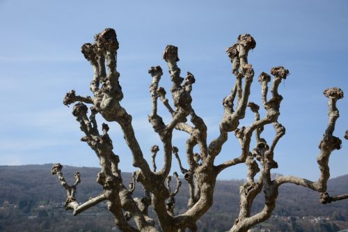 Branches In The Sky