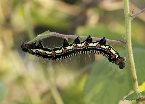 ramie caterpillar insect eating