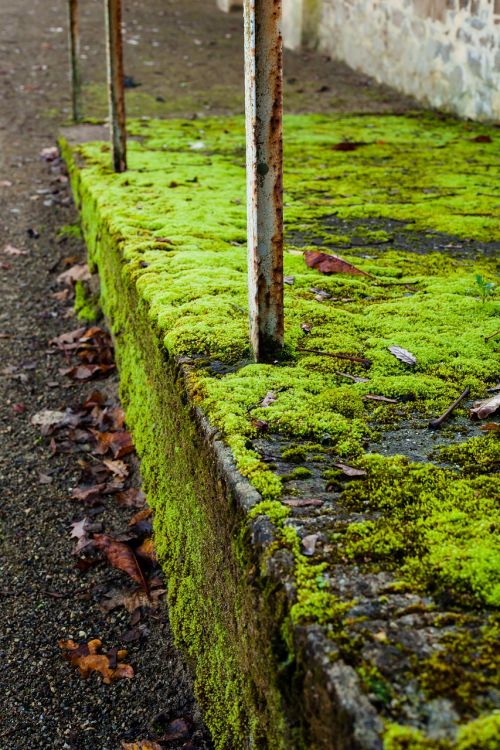 ramp moss green