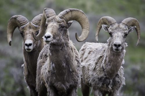 rams bighorn sheep wildlife