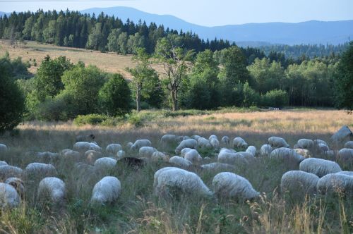 rams sheep animals