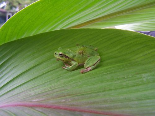 rana toad leaf
