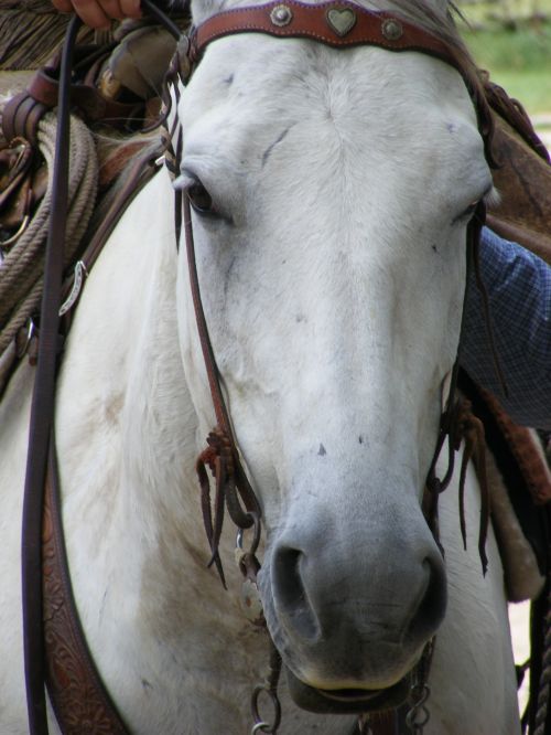 Ranch Horse 2