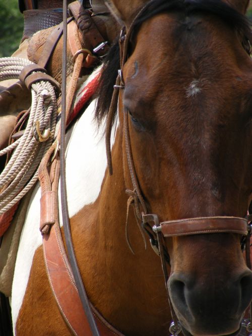 Ranch Horse 3