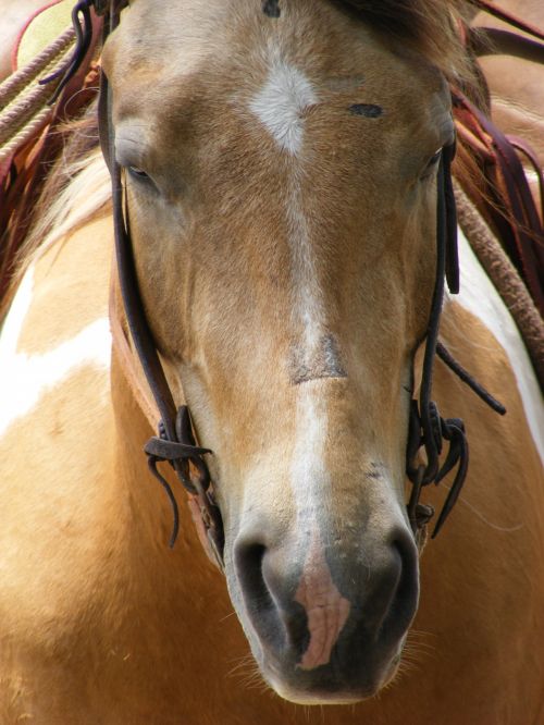 Ranch Horse 4