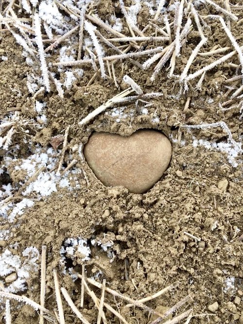 random  nature  heart
