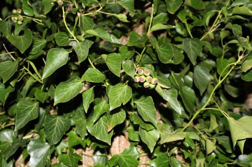 rank plant green leaves