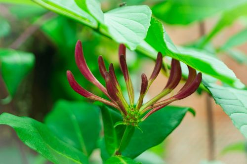 ranke plant climber