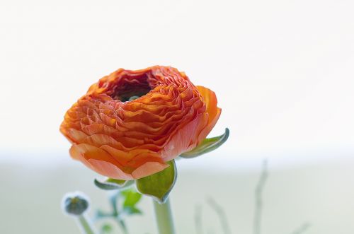 ranunculus flower blossom