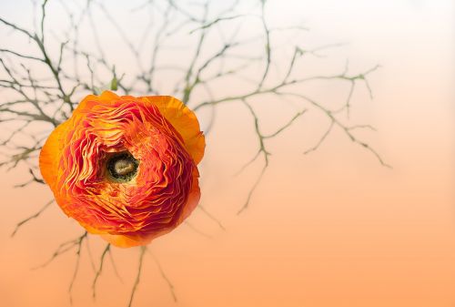 ranunculus flower blossom