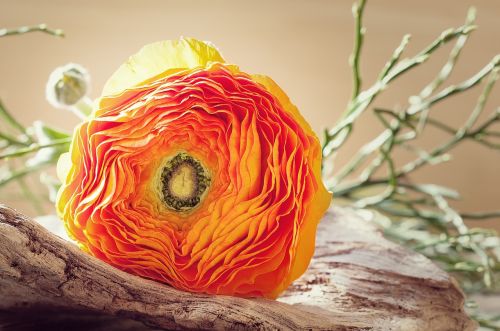 ranunculus flower petals