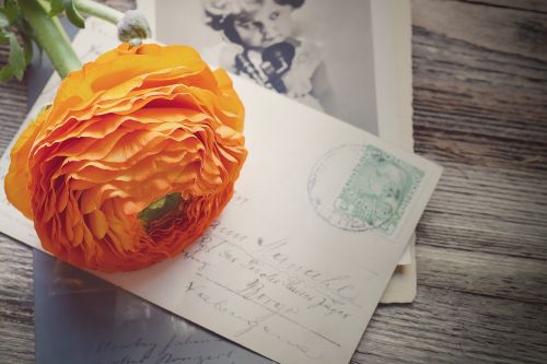 ranunculus flower blossom