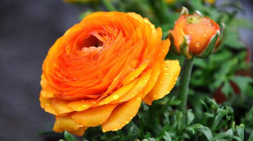 ranunculus orange goldilocks