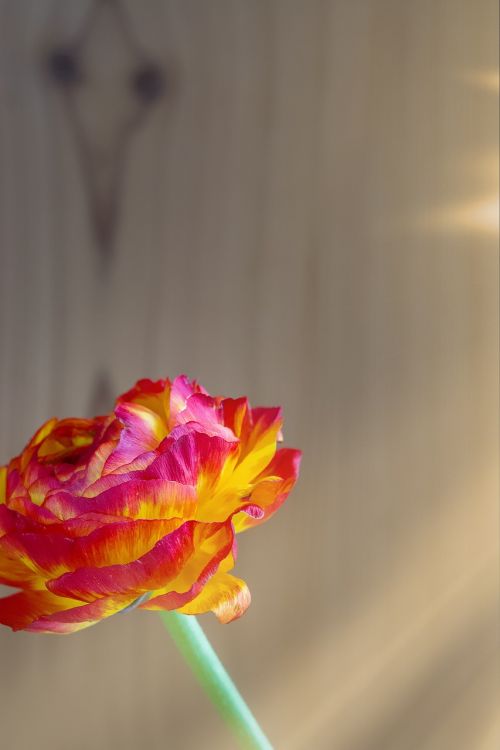 ranunculus flower spring flower