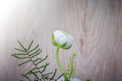 ranunculus flower white
