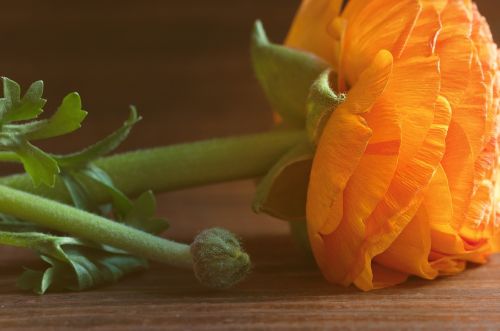 ranunculus flower orange