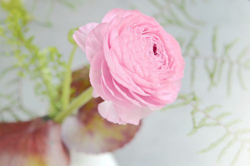 ranunculus flower pink