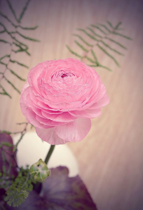 ranunculus pink blossom