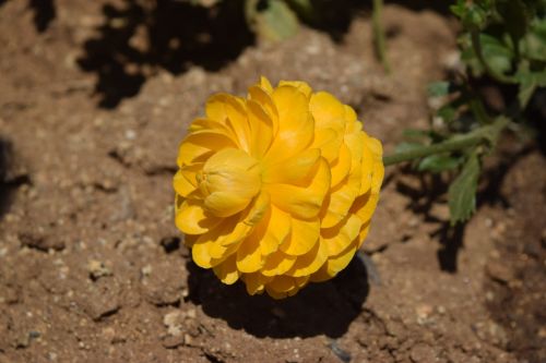 ranunculus yellow flower
