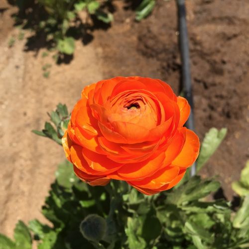 ranunculus orange flower