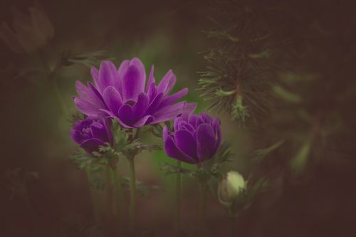 ranunculus violet flower