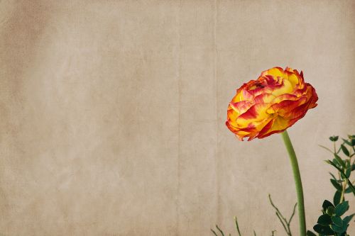 ranunculus flower blossom