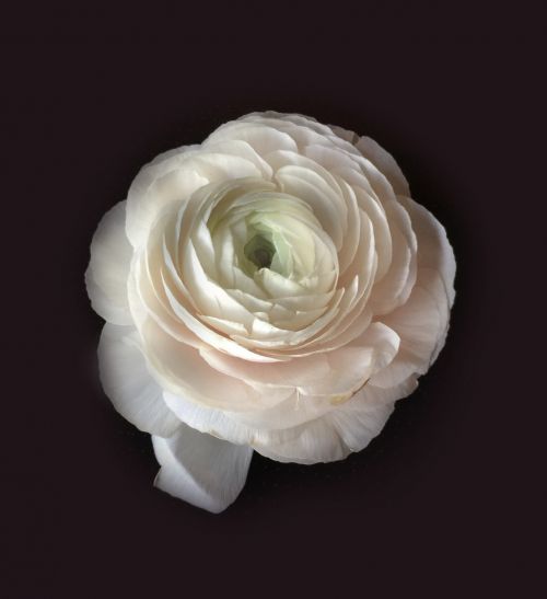 ranunculus flowers white flower