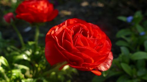 ranunculus blossom bloom