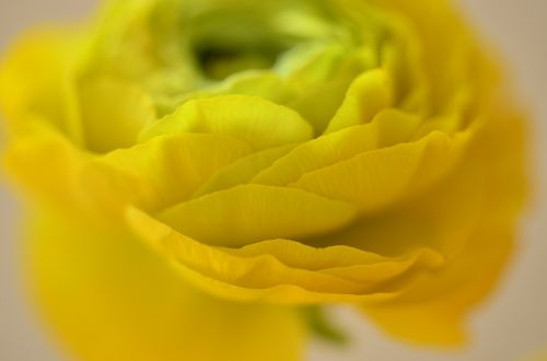 ranunculus flower yellow