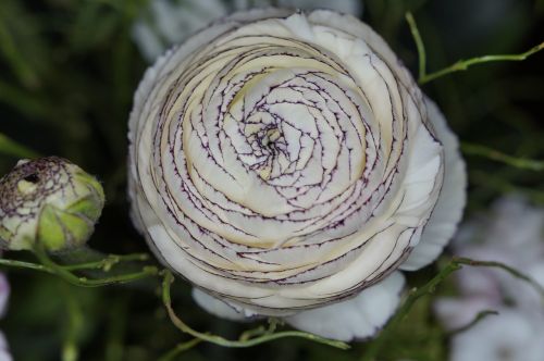ranunculus close blossom