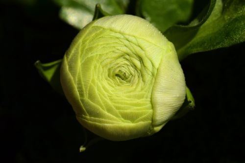 ranunculus bud blossom