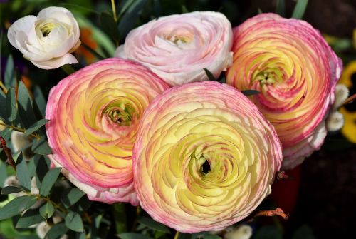 ranunculus ranunculus flower blossom