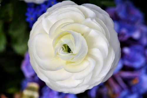 ranunculus  ranunculus flower  blossom