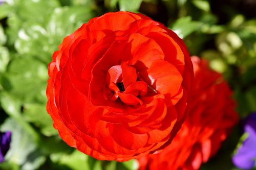 ranunculus  ranunculus flower  blossom