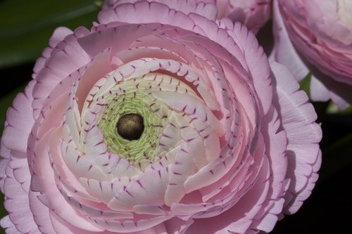 ranunculus  blossom  bloom