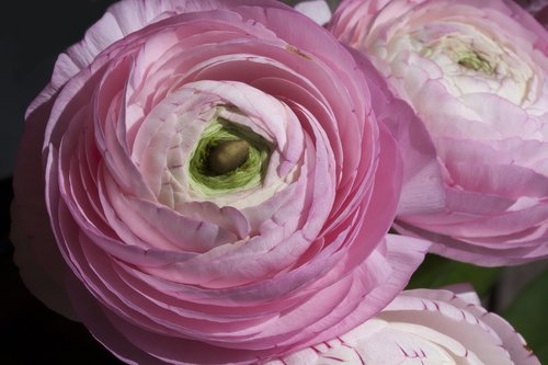 ranunculus  blossom  bloom