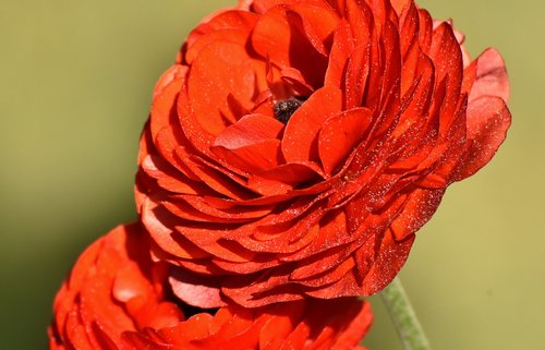 ranunculus  ranunculus flower  blossom