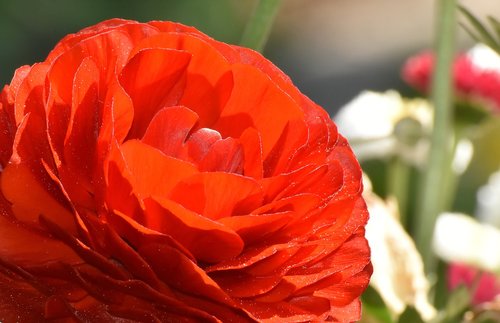 ranunculus  ranunculus flower  blossom