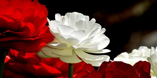 ranunculus  ranunculus flower  blossom