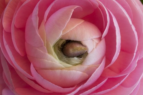 ranunculus  blossom  bloom