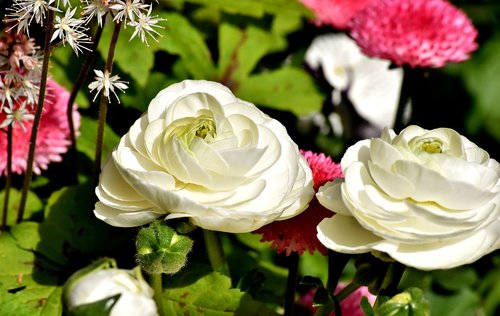 ranunculus  ranunculus flower  blossom