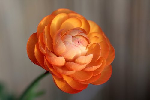 ranunculus  flower  blossom