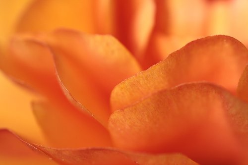 ranunculus  orange  flower