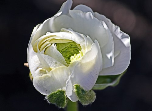ranunculus  white  bloom
