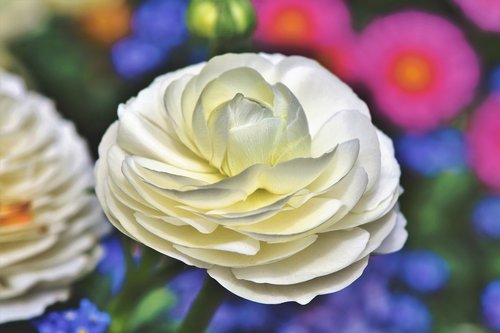 ranunculus  flower  blossom